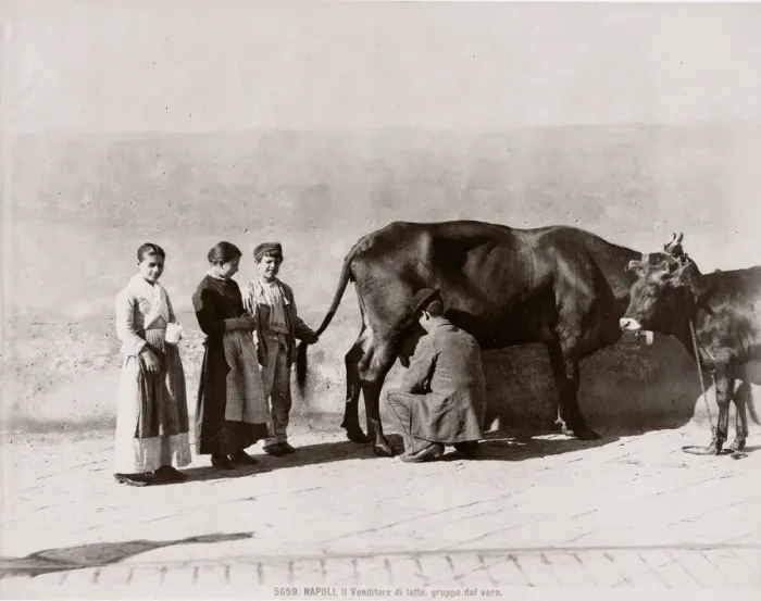 Framed Print : c. 1880s Italy - milking cow in street, customers queueing Framed Print : c. 1880s Italy - milking cow in street, customers queueing