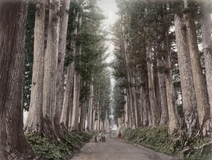 Framed Print : c. 1880s Japan - avenue of prine trees near Nikko Framed Print : c. 1880s Japan - avenue of prine trees near Nikko