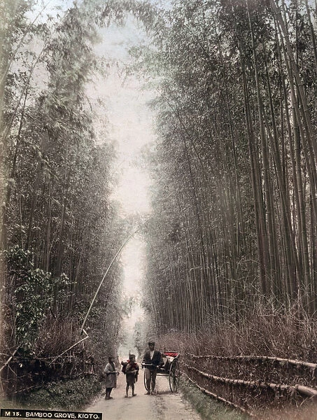 c. 1880s Japan - bamboo grove