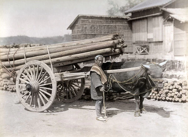 c. 1880s Japan - bullock cart pulling a load of timber
