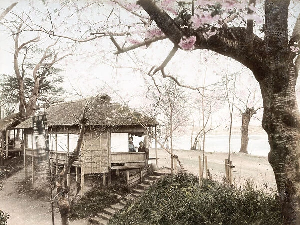 c. 1880s Japan - cherry Avenue, Mukojima, Tokyo