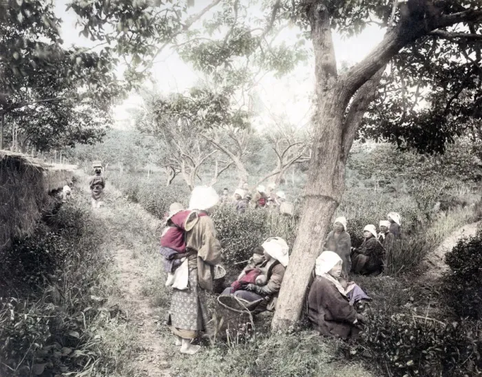 Framed Print : c. 1880s Japan - farm workers picking tea Framed Print : c. 1880s Japan - farm workers picking tea
