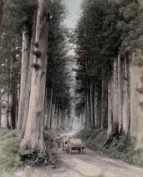 c. 1880s Japan - horse and cart through pine trees Nikko