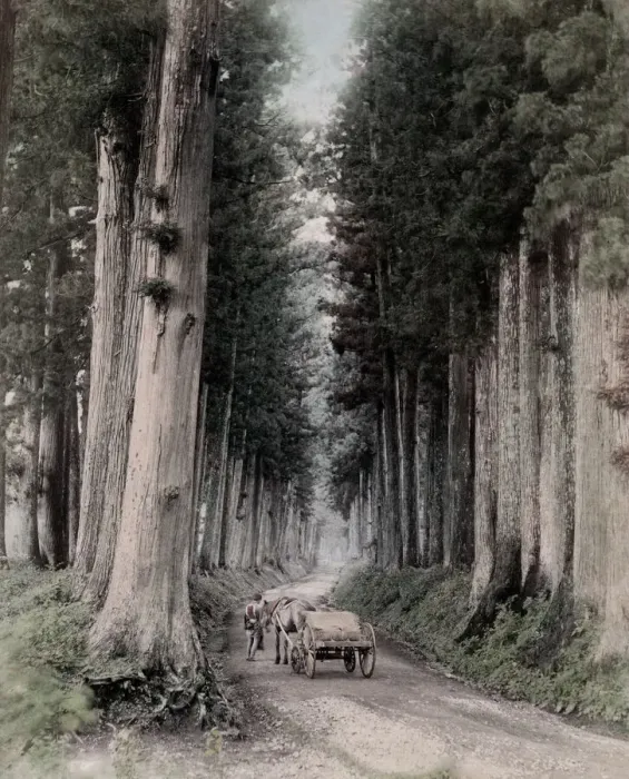 Framed Print : c. 1880s Japan - horse and cart through pine trees Nikko Framed Print : c. 1880s Japan - horse and cart through pine trees Nikko