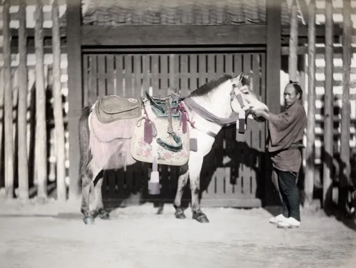 Framed Print : c. 1880s Japan - horse with saddlery and groom Framed Print : c. 1880s Japan - horse with saddlery and groom