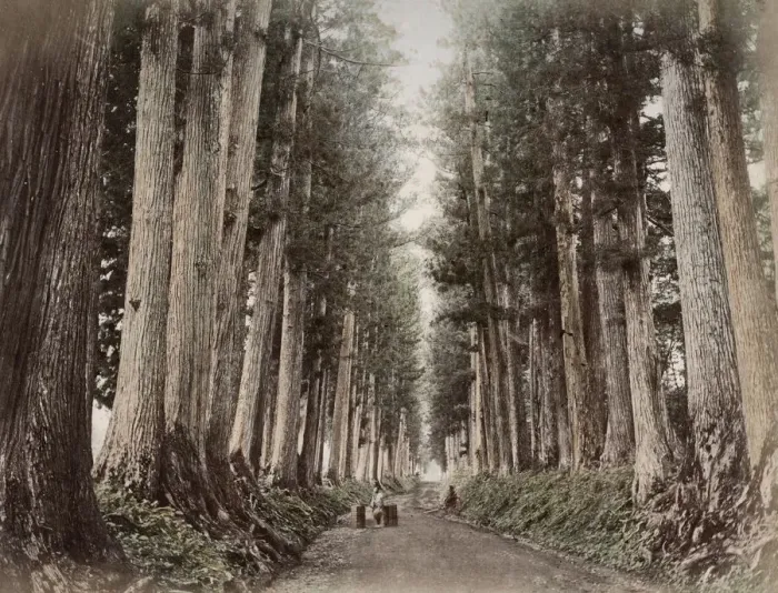 Framed Print : c. 1880s Japan - pine trees and road, Nikko Framed Print : c. 1880s Japan - pine trees and road, Nikko