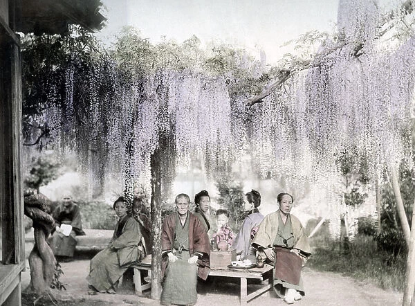 c. 1880s Japan - trellis of wisteria flowers