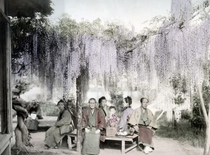 Framed Print : c. 1880s Japan - trellis of wisteria flowers Framed Print : c. 1880s Japan - trellis of wisteria flowers