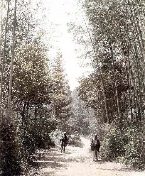 c. 1880s Japan - view in a bamboo grove