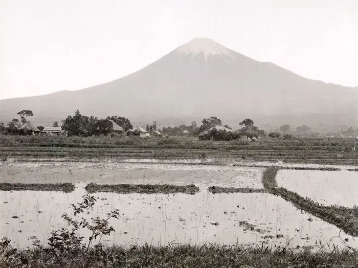 Framed Print : c. 1880s Japan - view of Mount Fuji and rice paddy fields Framed Print : c. 1880s Japan - view of Mount Fuji and rice paddy fields