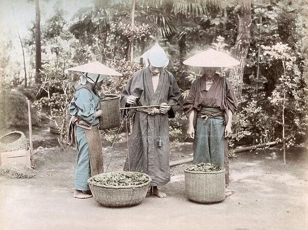 c. 1880s Japan - weighing tea