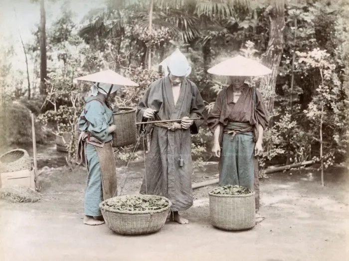 Framed Print : c. 1880s Japan - weighing tea Framed Print : c. 1880s Japan - weighing tea
