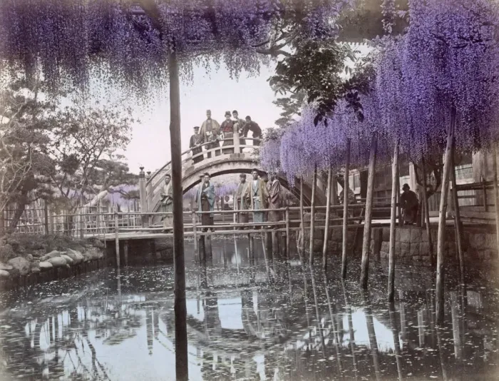 Framed Print : c. 1880s Japan - wisteria flowers and bridge Framed Print : c. 1880s Japan - wisteria flowers and bridge