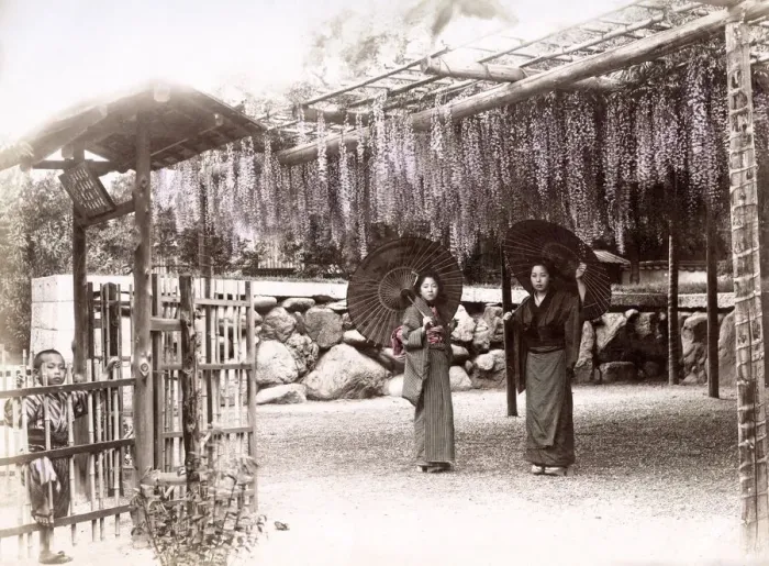 Framed Print : c. 1880s Japan - women with parasols wisteria plants Framed Print : c. 1880s Japan - women with parasols wisteria plants