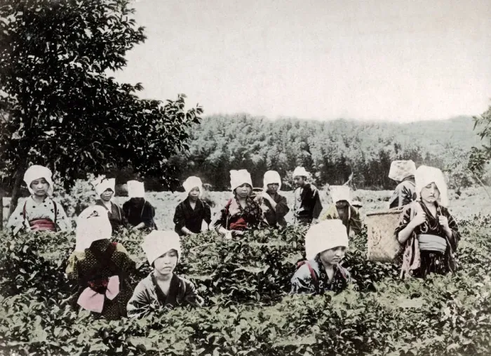Framed Print : c. 1880s Japan - women picking tea Framed Print : c. 1880s Japan - women picking tea