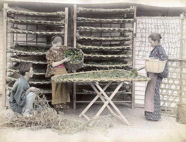 c. 1880s Japan - working with silk worms