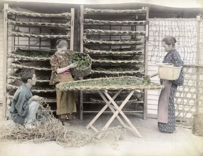 Framed Print : c. 1880s Japan - working with silk worms Framed Print : c. 1880s Japan - working with silk worms