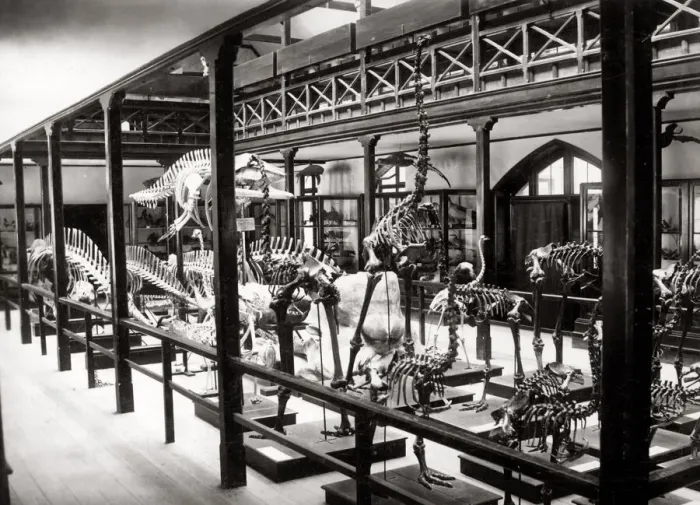 Framed Print : c. 1880s - New Zealand - dinosaur (?) skeletons in Christchurch museum Framed Print : c. 1880s - New Zealand - dinosaur (?) skeletons in Christchurch museum