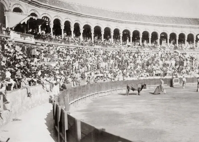 Framed Print : c. 1880s - Sapin bull fighting Framed Print : c. 1880s - Sapin bull fighting