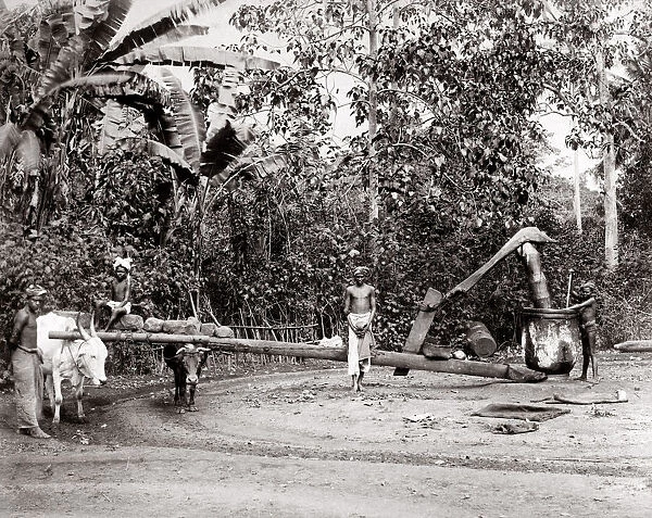 c. 1880s - Singapore - oil mill driven by a bullock  /  ox