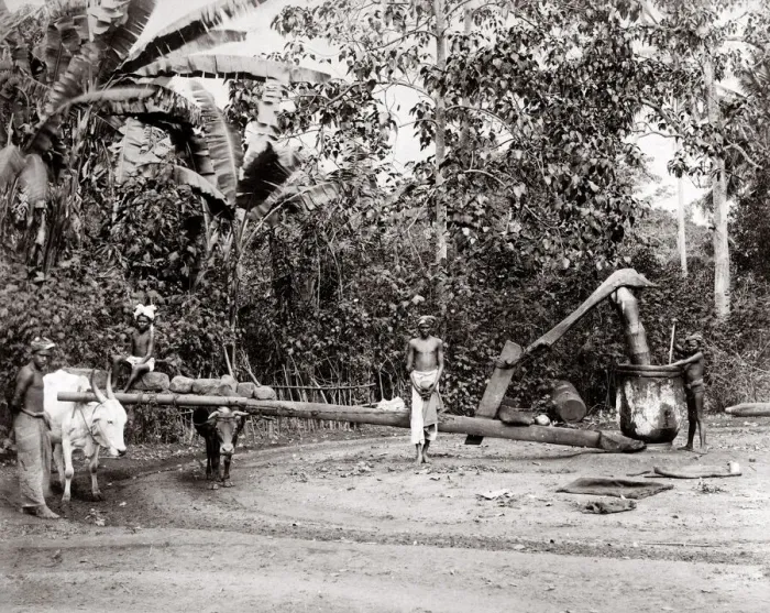 Framed Print : c. 1880s - Singapore - oil mill driven by a bullock / ox Framed Print : c. 1880s - Singapore - oil mill driven by a bullock / ox