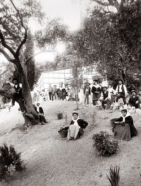 c. 1890s Greece Corfu - workers in an olive grove