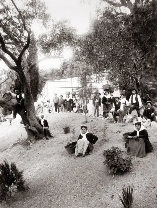 Framed Print : c. 1890s Greece Corfu - workers in an olive grove Framed Print : c. 1890s Greece Corfu - workers in an olive grove