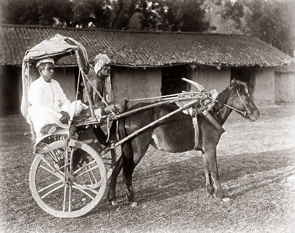 C. 1890s India - pony and trap hackney carriage cab