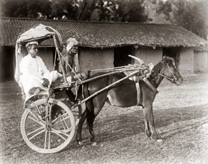Framed Print : C. 1890s India - pony and trap hackney carriage cab Framed Print : C. 1890s India - pony and trap hackney carriage cab
