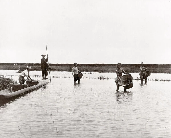 c. 1890s South East Asia - planting a rice paddy field