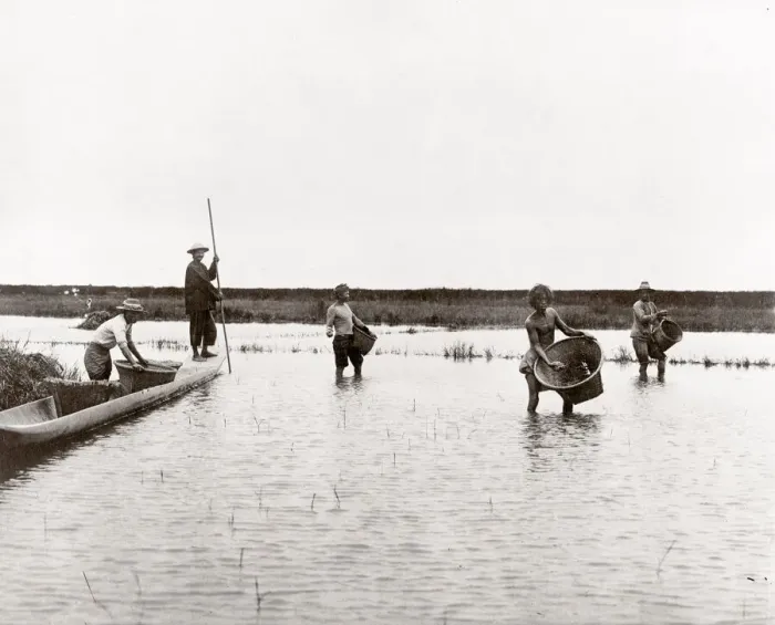 Framed Print : c. 1890s South East Asia - planting a rice paddy field Framed Print : c. 1890s South East Asia - planting a rice paddy field
