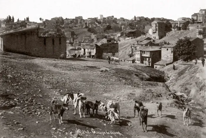 Framed Print : c. 1890s Turkey - group of street dogs Framed Print : c. 1890s Turkey - group of street dogs