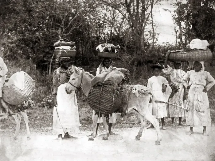 Framed Print : c. 1900 West Indies - women and donkey on way to market Framed Print : c. 1900 West Indies - women and donkey on way to market