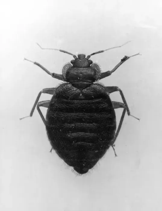 Framed Print : C0Mmon Beg Bug Framed Print : C0Mmon Beg Bug