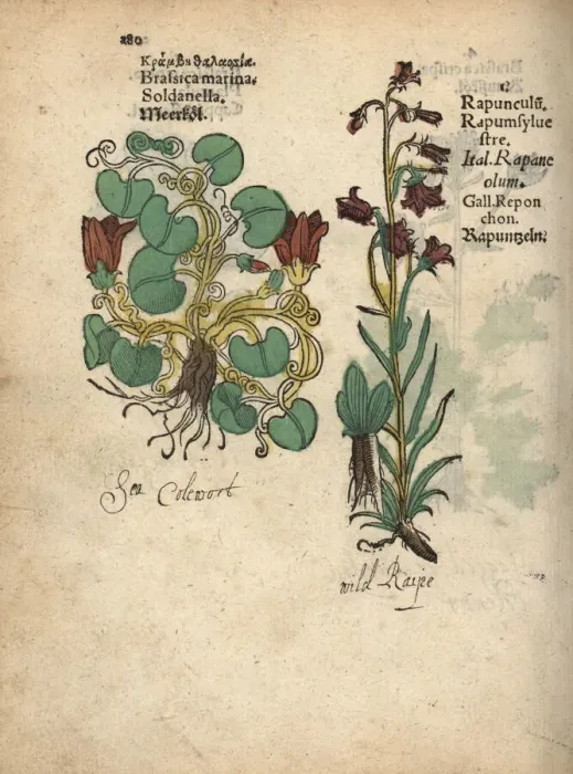 Framed Print : Cabbage, Brassica oleracea, and rampion bellflower