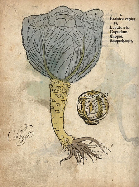 Cabbage, Brassica oleracea var. capitata