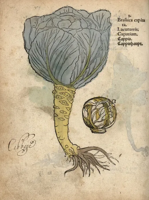 Framed Print : Cabbage, Brassica oleracea var. capitata Framed Print : Cabbage, Brassica oleracea var. capitata