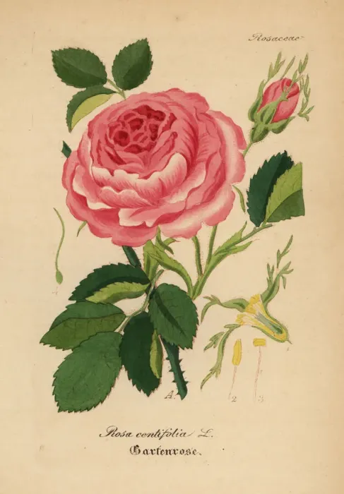Framed Print : Cabbage rose, Rosa centifolia Framed Print : Cabbage rose, Rosa centifolia