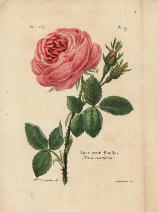 Framed Print : Cabbage rose, Rosa centifolia Framed Print : Cabbage rose, Rosa centifolia