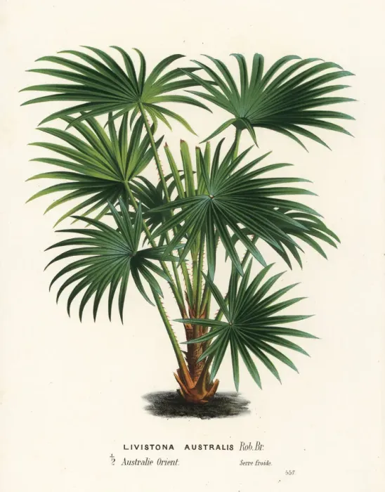 Framed Print : Cabbage tree palm, Livistona australis Framed Print : Cabbage tree palm, Livistona australis