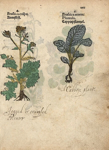 Cabbage varieties, Brassica rupestris