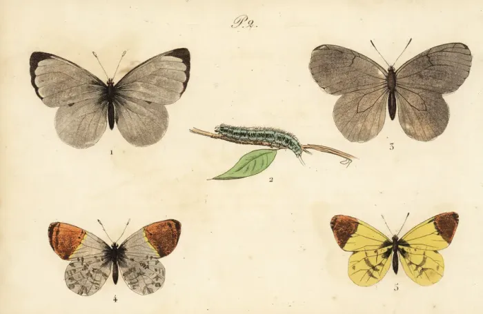 Framed Print : Cabbage white, black-veined white, orange Framed Print : Cabbage white, black-veined white, orange