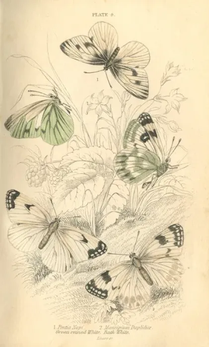 Framed Print : Cabbage Whites Butterflies Framed Print : Cabbage Whites Butterflies