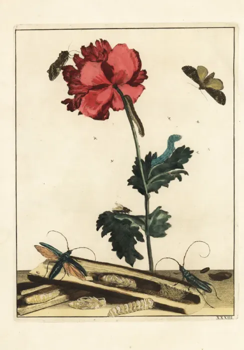 Framed Print : Cabbage worm, longhorn beetle, Rutpela maculata, on a flower Framed Print : Cabbage worm, longhorn beetle, Rutpela maculata, on a flower