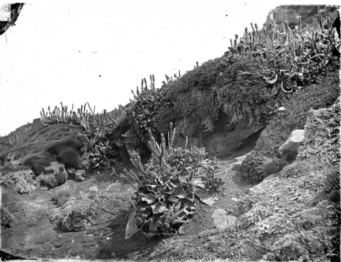 Framed Print : Cabbages, Kerguelen Island Framed Print : Cabbages, Kerguelen Island