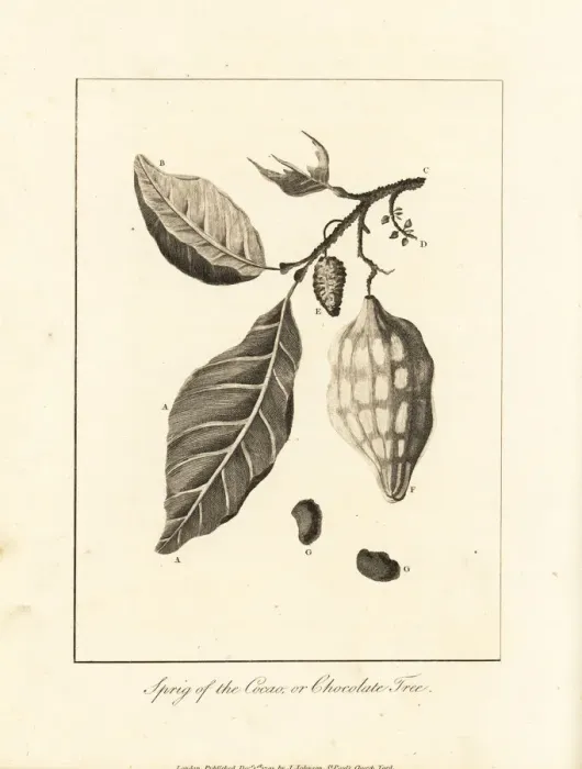 Framed Print : Cacao, cocoa or chocolate tree, Theobroma cacao Framed Print : Cacao, cocoa or chocolate tree, Theobroma cacao
