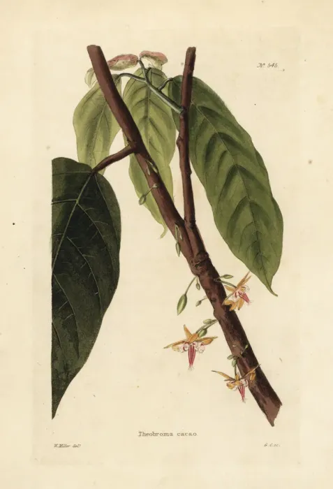 Framed Print : Cacao or cocoa tree, Theobroma cacao Framed Print : Cacao or cocoa tree, Theobroma cacao