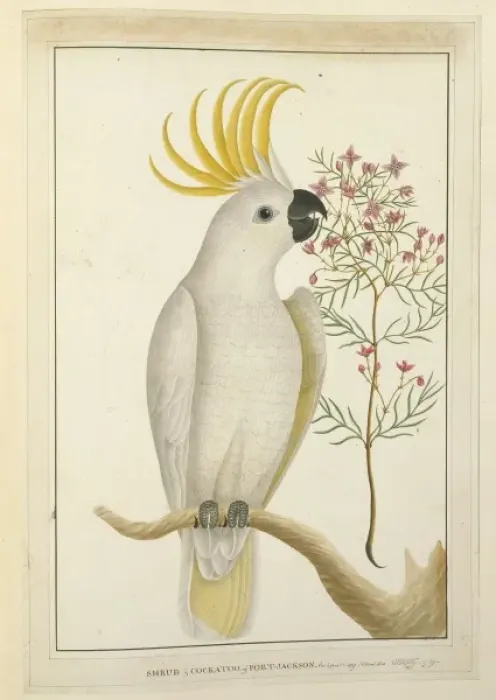 Framed Print : Cacatua galerita, sulphur-crested cockatoo