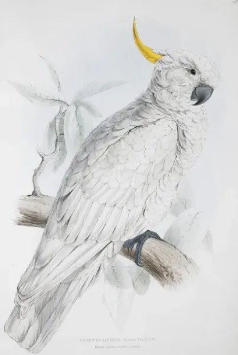 Framed Print : Cacatua galerita, sulphur-crested cockatoo Framed Print : Cacatua galerita, sulphur-crested cockatoo