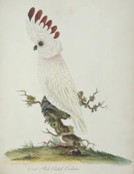 Framed Print : Cacatua moluccensis, salmon-crested cockatoo Framed Print : Cacatua moluccensis, salmon-crested cockatoo
